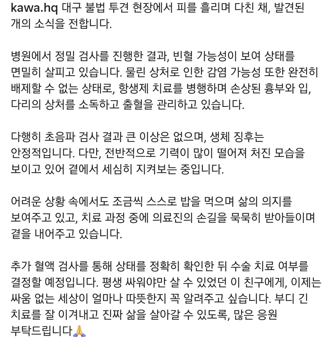 대구 불법 투견 현장에서 구조 된 강아지 | 인스티즈