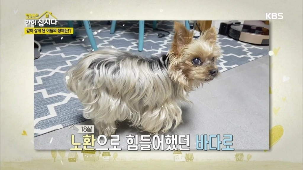 이제 더이상 반려견을 키우지 않겠다는 배우 박원숙.jpg | 인스티즈