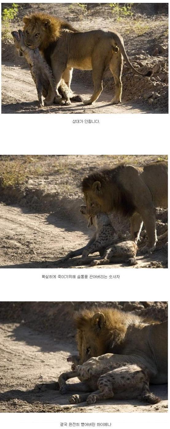 사자와 하이에나가 1:1로 싸우면???? | 인스티즈