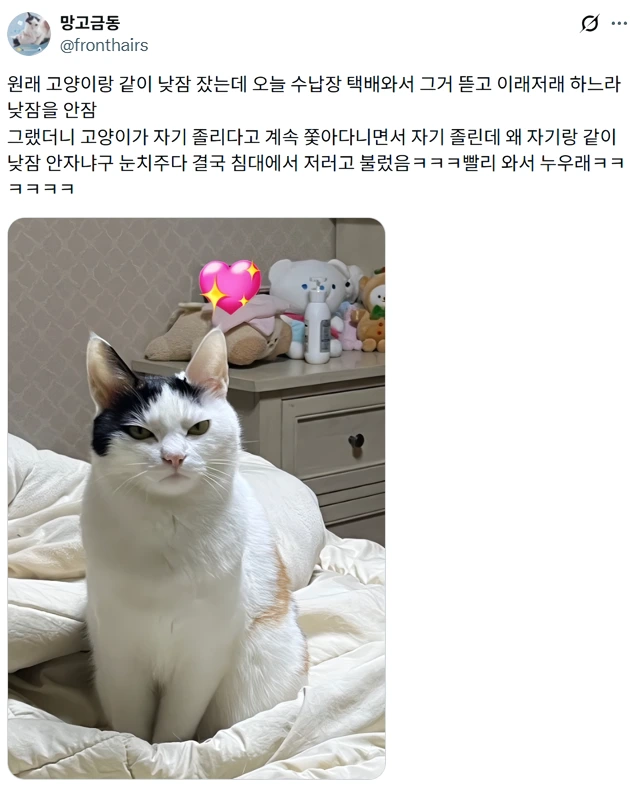 루틴 깨져서 화난 고양이 | 인스티즈