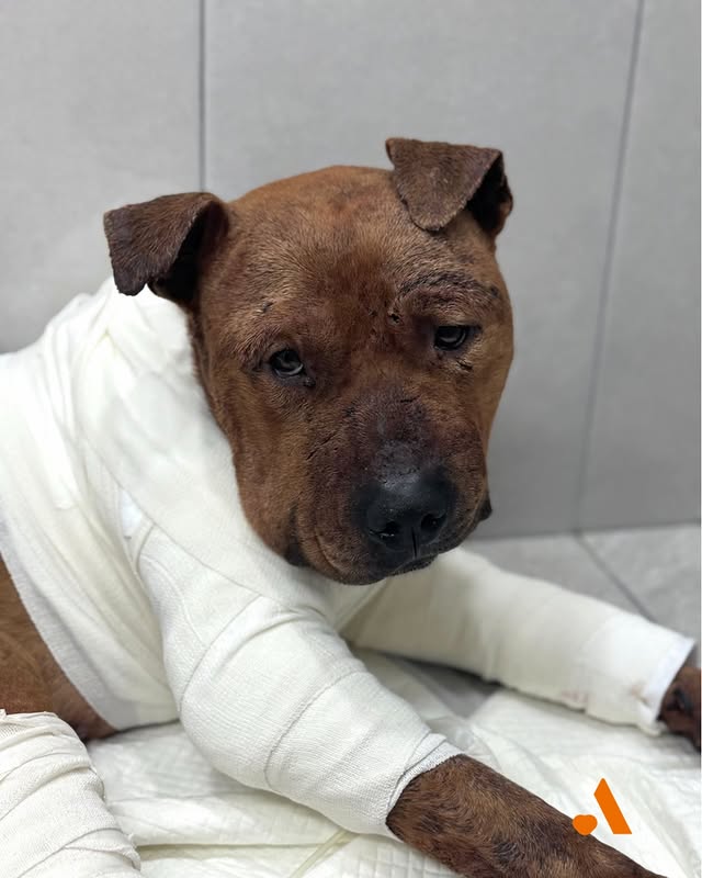 대구 불법 투견 현장에서 구조 된 강아지 | 인스티즈