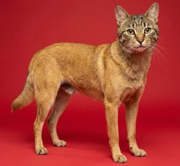 십이지 동물들이 고양이 얼굴을 가졌다면 🐱 | 인스티즈