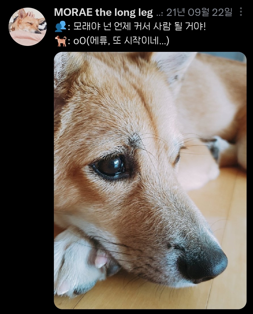 가족들 강아지한테 막 아무말이나 하는거 너무웃김.twt | 인스티즈