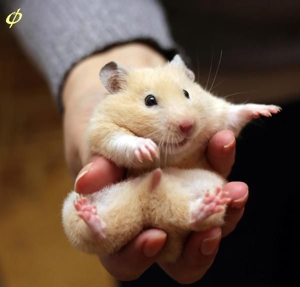 골든햄스터.jpg | 인스티즈