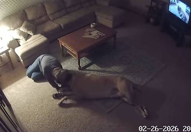 죽어가는 자신을 보고 오열하는 주인 곁으로 다가가려 애쓰는 반려견 | 인스티즈