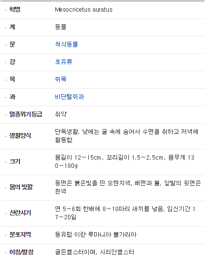 골든햄스터.jpg | 인스티즈
