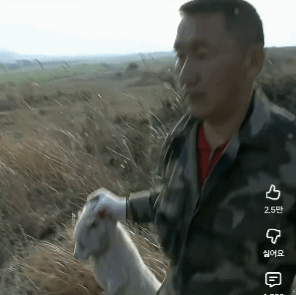 사나운 들개 포획하는 장면 [영상 주의] | 인스티즈