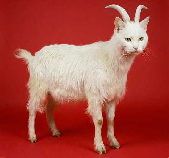 십이지 동물들이 고양이 얼굴을 가졌다면 🐱 | 인스티즈