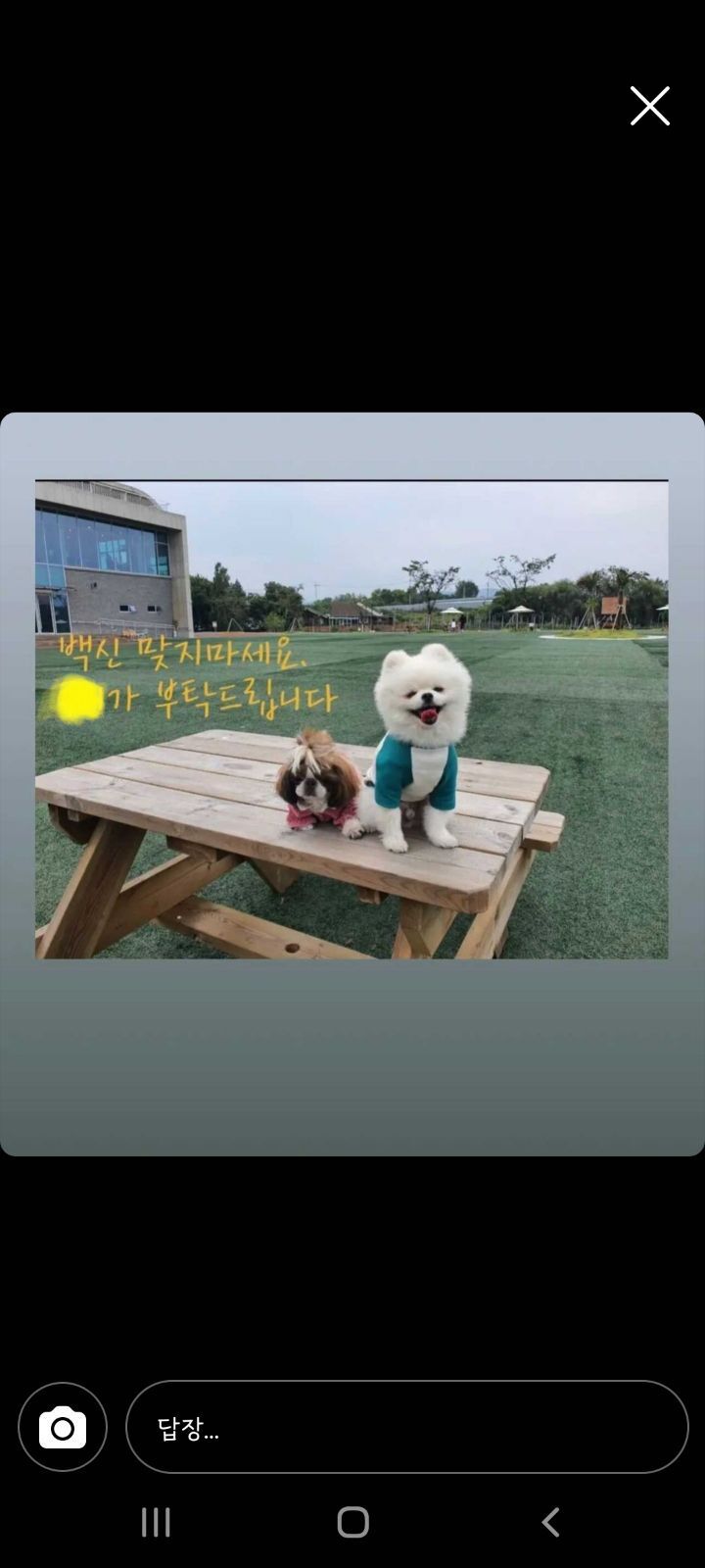 역백신패스 강아지유치원 | 인스티즈