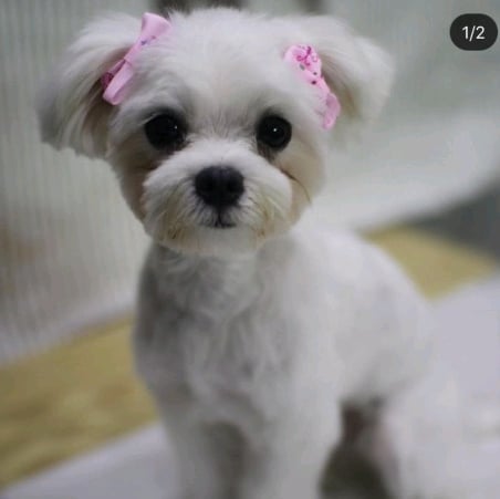 여름철 강아지한테 흔히들 시키는데 사실 시키면 안되는 것.. | 인스티즈
