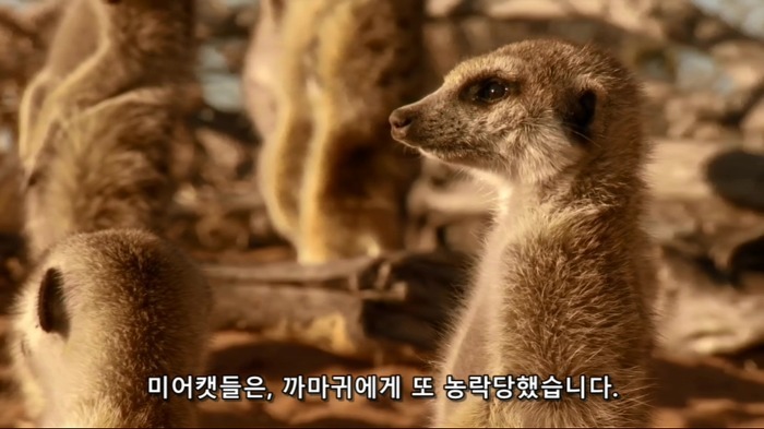 까마귀의 지능에 대한 고찰.jpg | 인스티즈