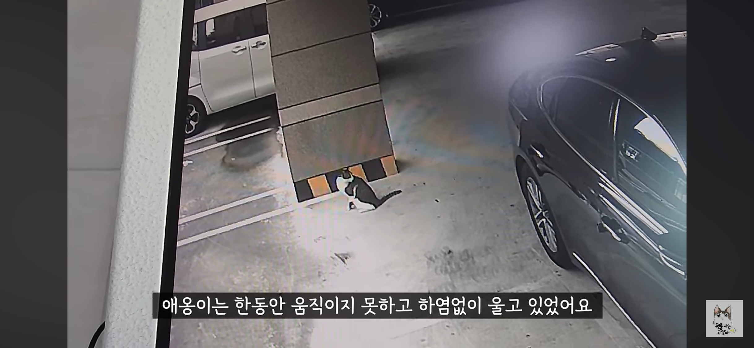 가족들 몰래 고양이를 버리고 온 아빠 (고양이 유기 장면 주의) | 인스티즈