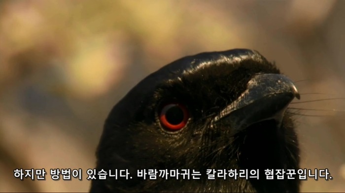 까마귀의 지능에 대한 고찰.jpg | 인스티즈