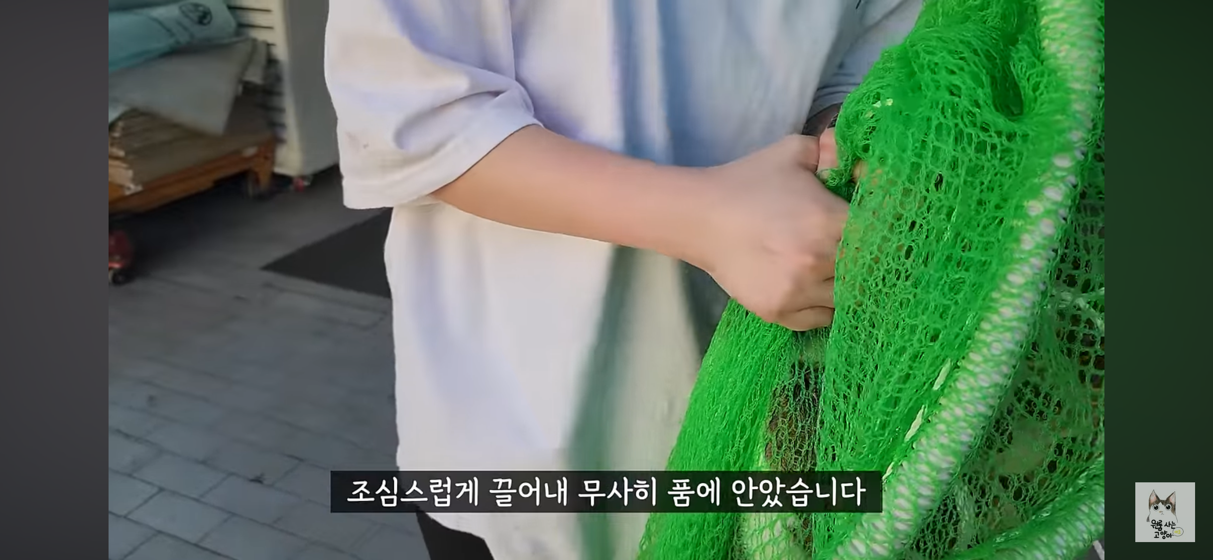 가족들 몰래 고양이를 버리고 온 아빠 (고양이 유기 장면 주의) | 인스티즈