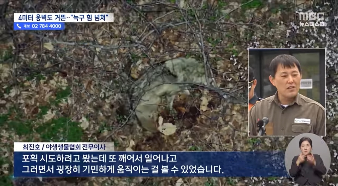 동물 사체로 배를 채우는걸로 추정되는 늑구 현 상황 | 인스티즈