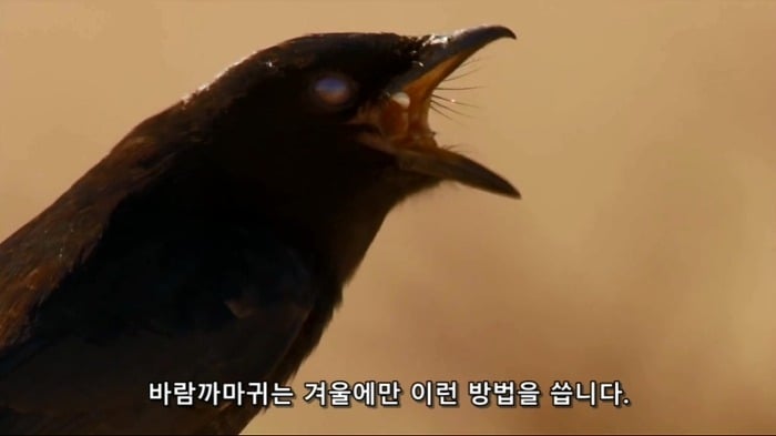까마귀의 지능에 대한 고찰.jpg | 인스티즈