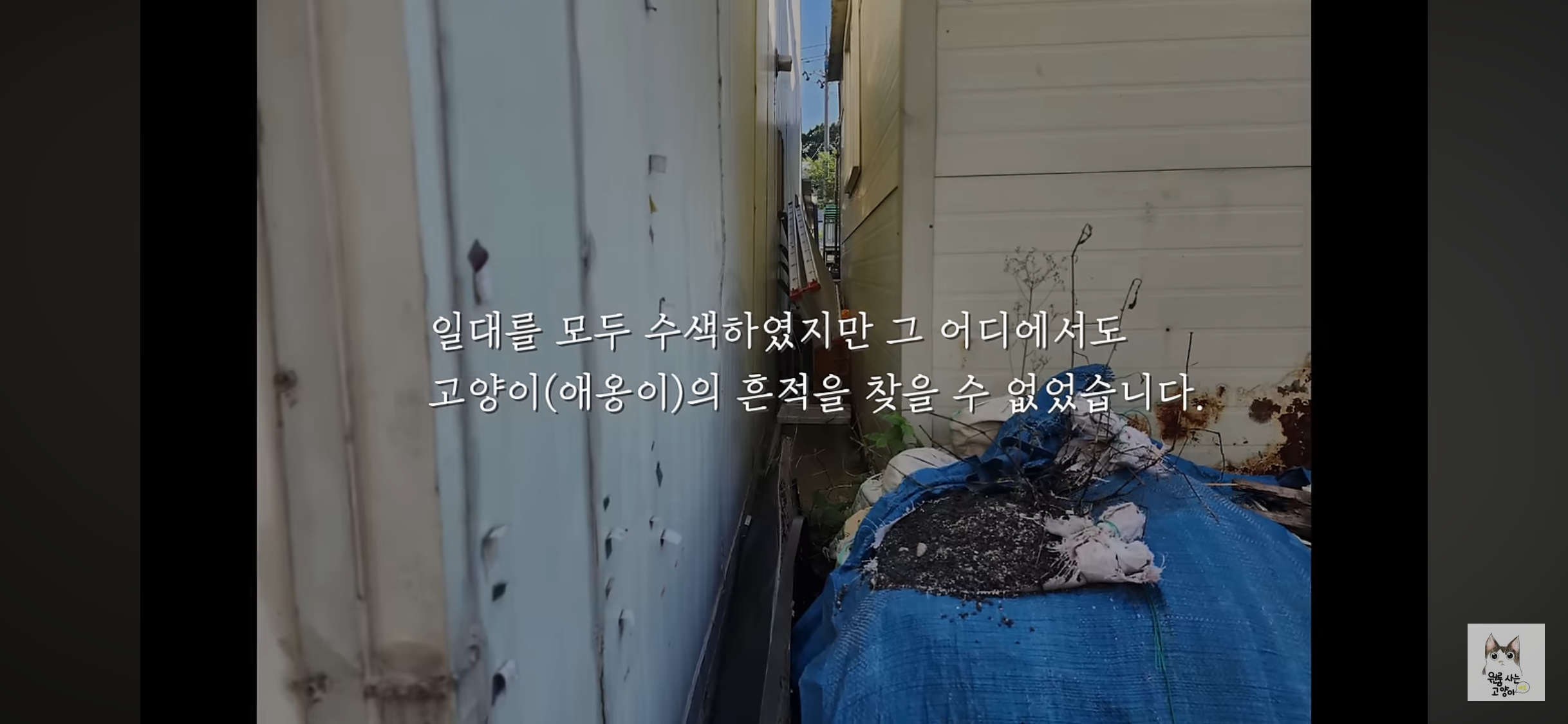 가족들 몰래 고양이를 버리고 온 아빠 (고양이 유기 장면 주의) | 인스티즈