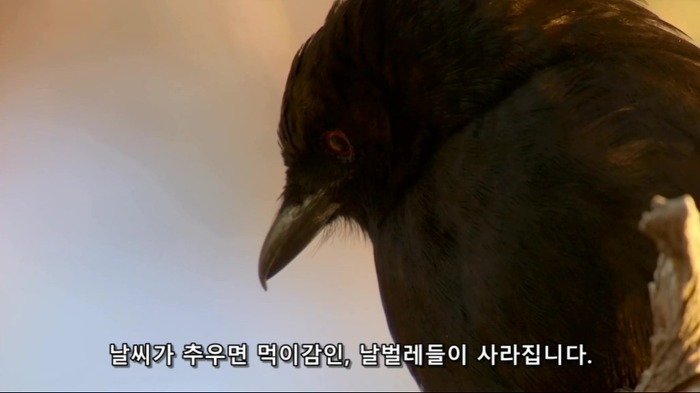 까마귀의 지능에 대한 고찰.jpg | 인스티즈