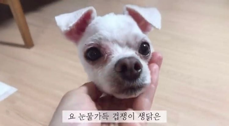 포인핸드 유기견 입양❤ 입양 전후 변화 좀 보세요.jpg | 인스티즈