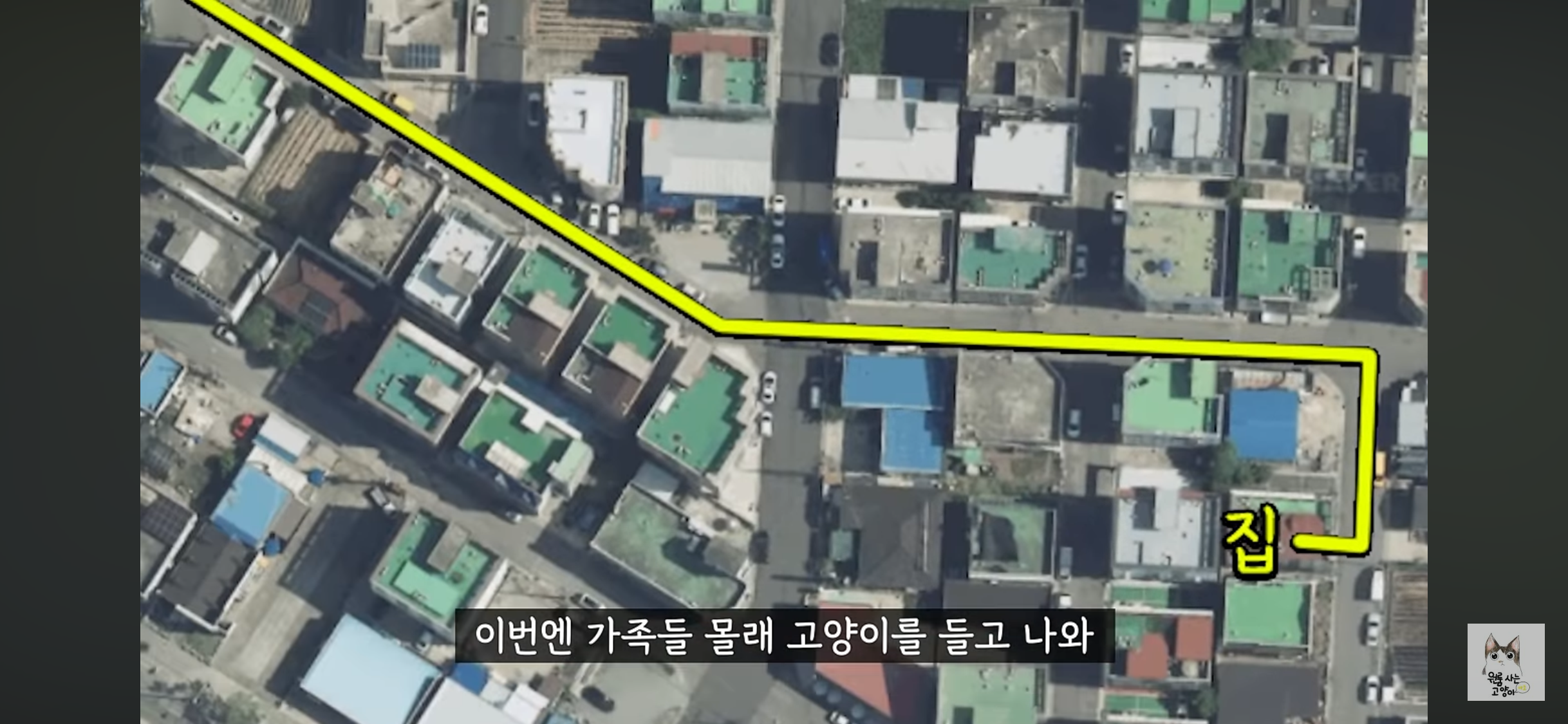 가족들 몰래 고양이를 버리고 온 아빠 (고양이 유기 장면 주의) | 인스티즈