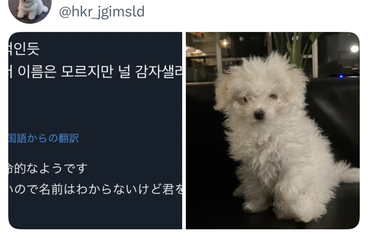 한국인의 말의 센스가 좋다는 일본 트위터리안들 | 인스티즈
