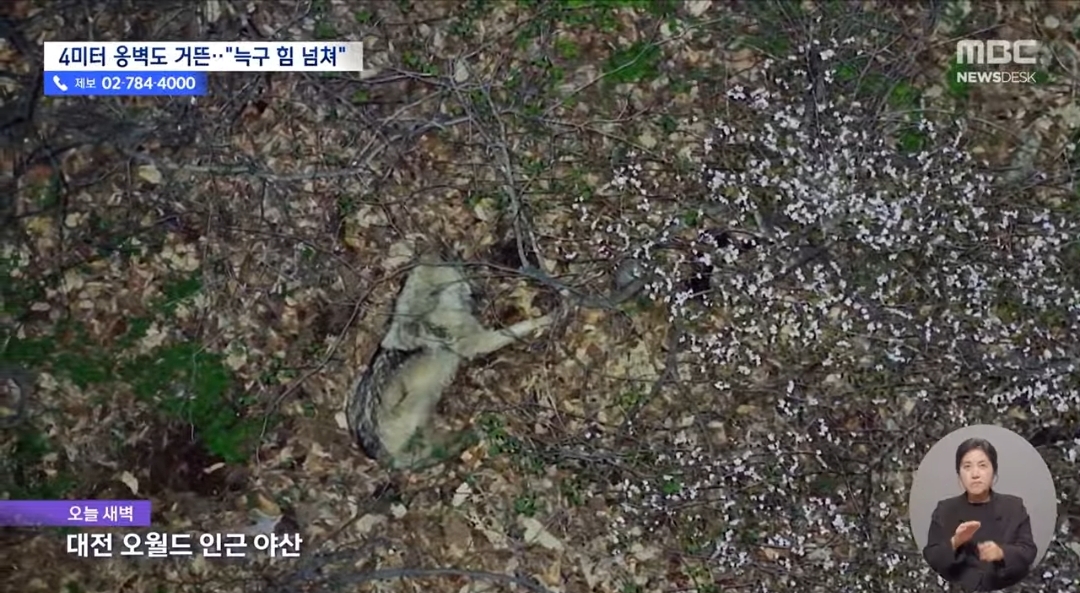 동물 사체로 배를 채우는걸로 추정되는 늑구 현 상황 | 인스티즈