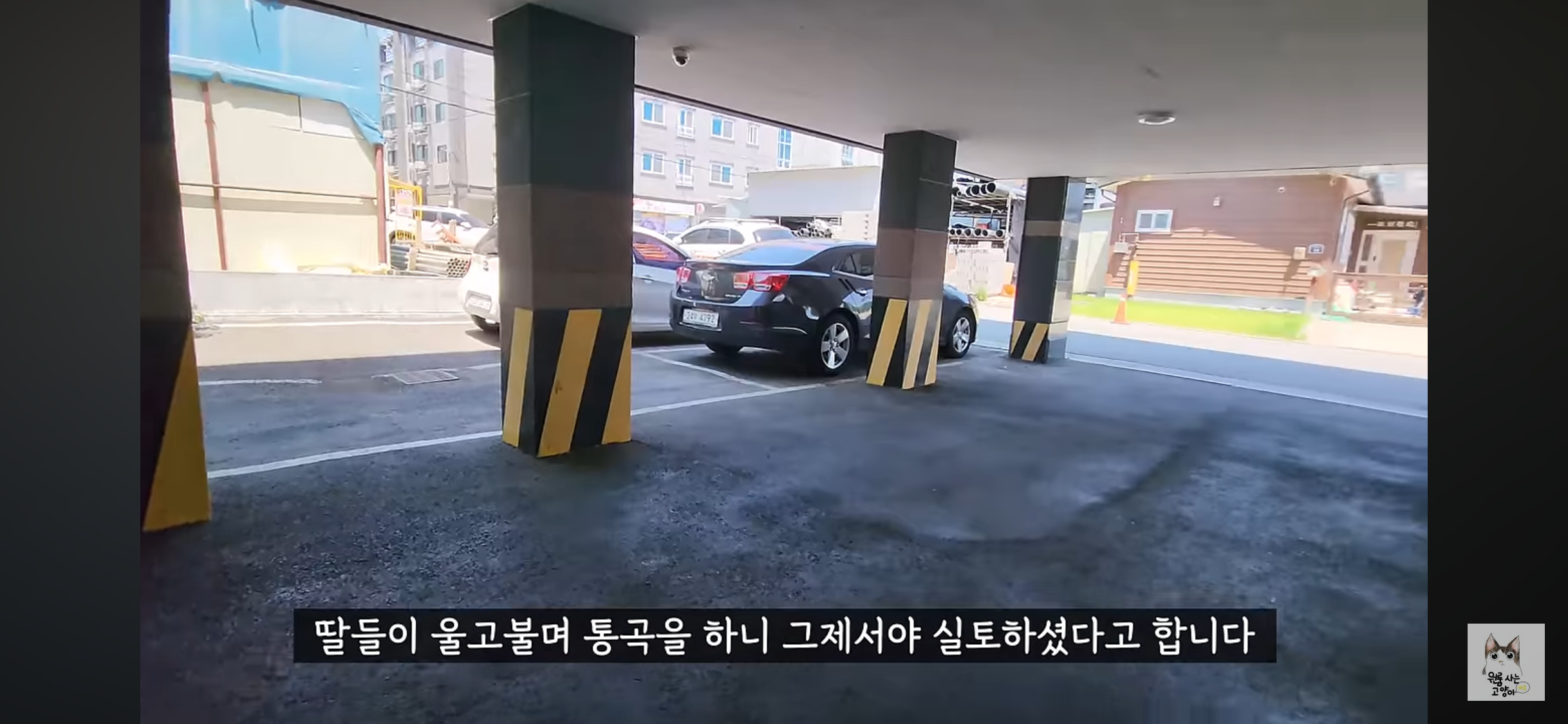 가족들 몰래 고양이를 버리고 온 아빠 (고양이 유기 장면 주의) | 인스티즈