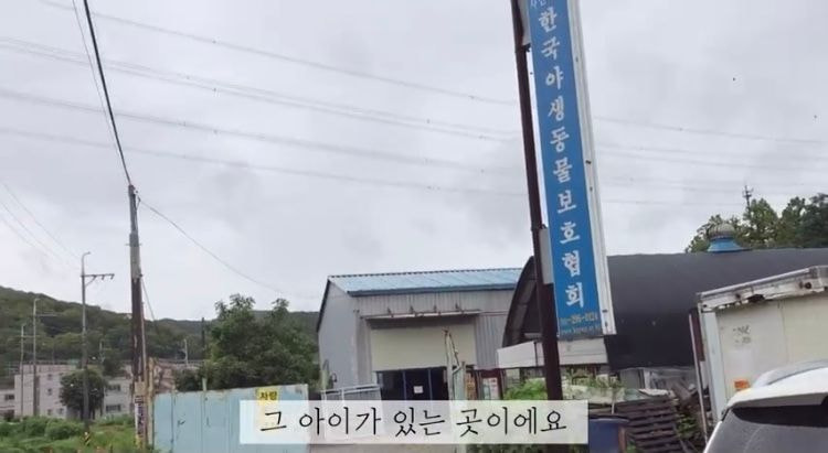 포인핸드 유기견 입양❤ 입양 전후 변화 좀 보세요.jpg | 인스티즈