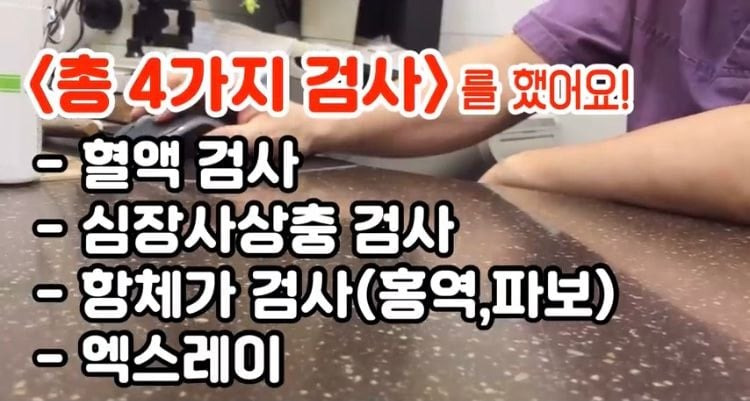 포인핸드 유기견 입양❤ 입양 전후 변화 좀 보세요.jpg | 인스티즈