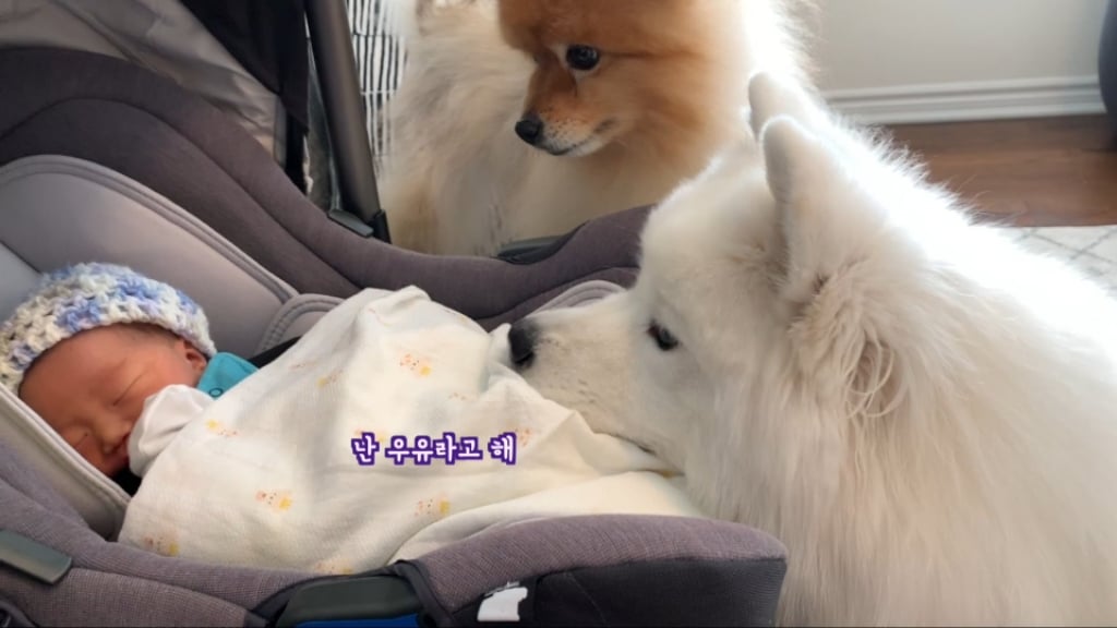 강아지들이 갓난아이를 보는 표정 | 인스티즈