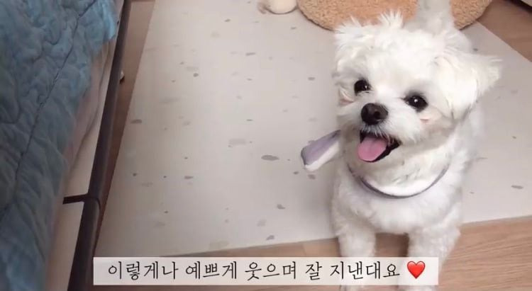 포인핸드 유기견 입양❤ 입양 전후 변화 좀 보세요.jpg | 인스티즈