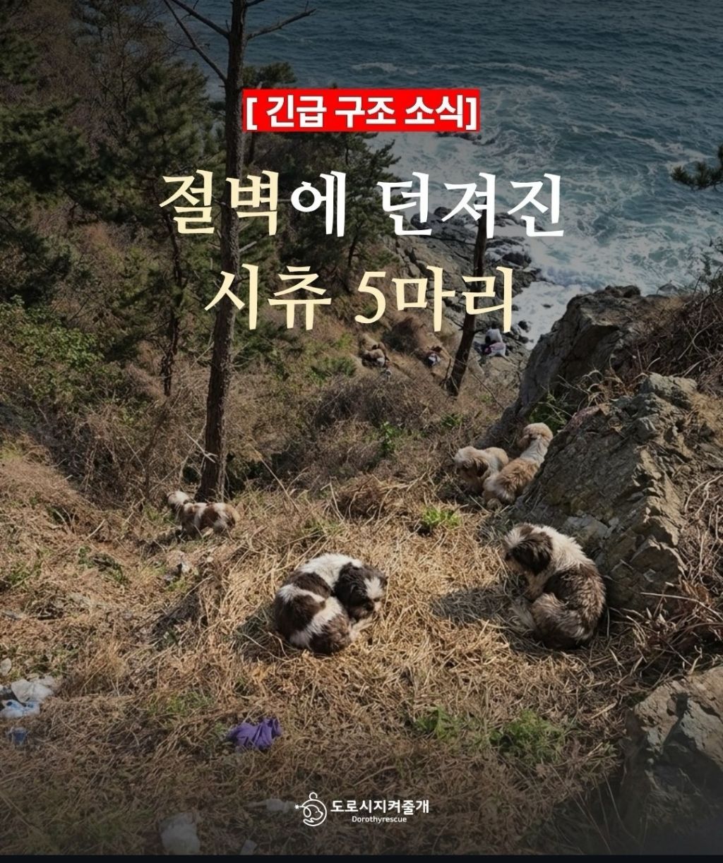 절벽에 버려진 시츄5마리 | 인스티즈
