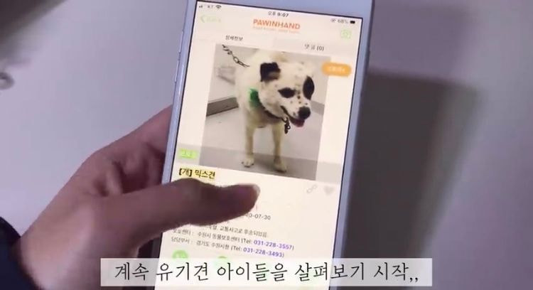 포인핸드 유기견 입양❤ 입양 전후 변화 좀 보세요.jpg | 인스티즈