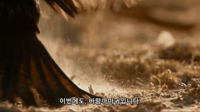까마귀의 지능에 대한 고찰.jpg | 인스티즈