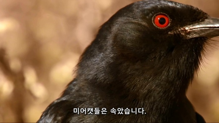 까마귀의 지능에 대한 고찰.jpg | 인스티즈