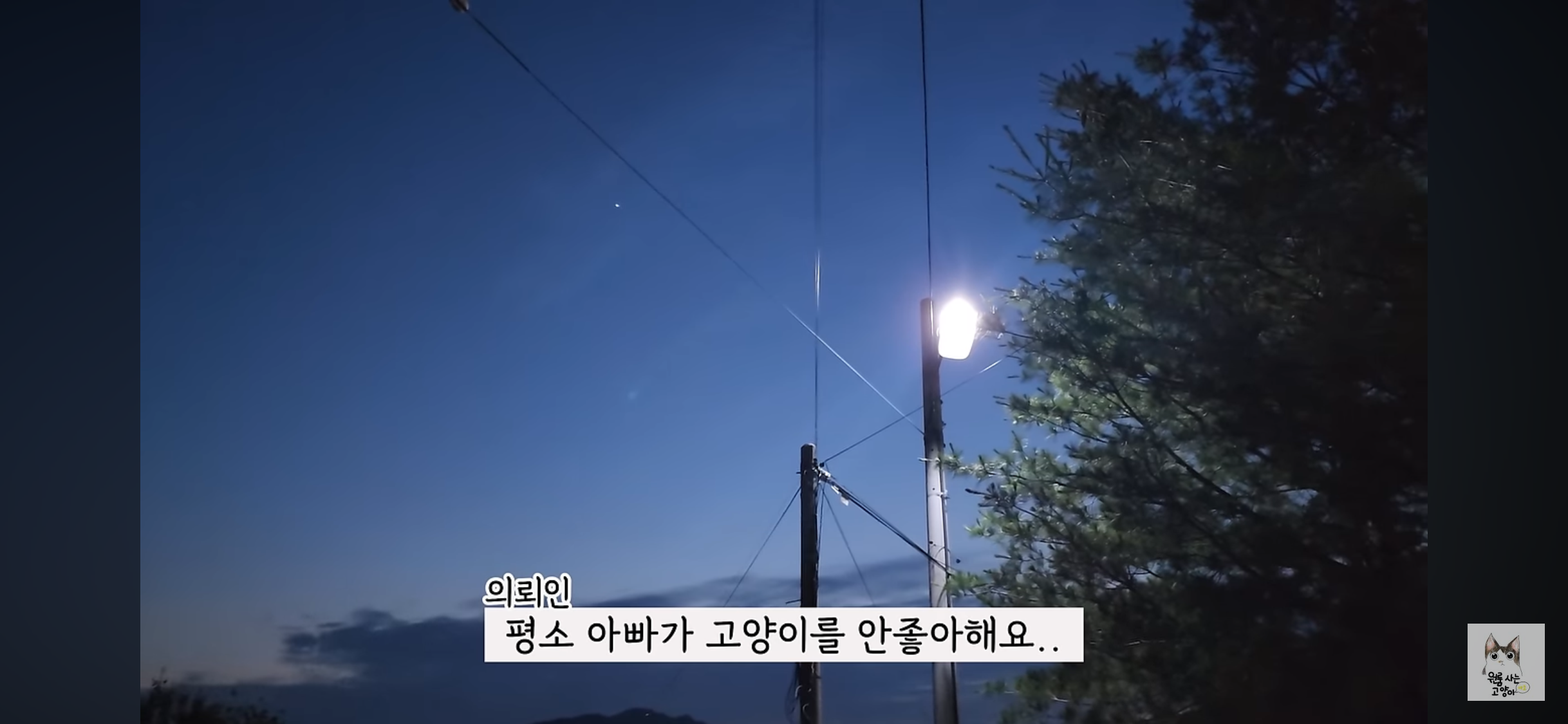 가족들 몰래 고양이를 버리고 온 아빠 (고양이 유기 장면 주의) | 인스티즈