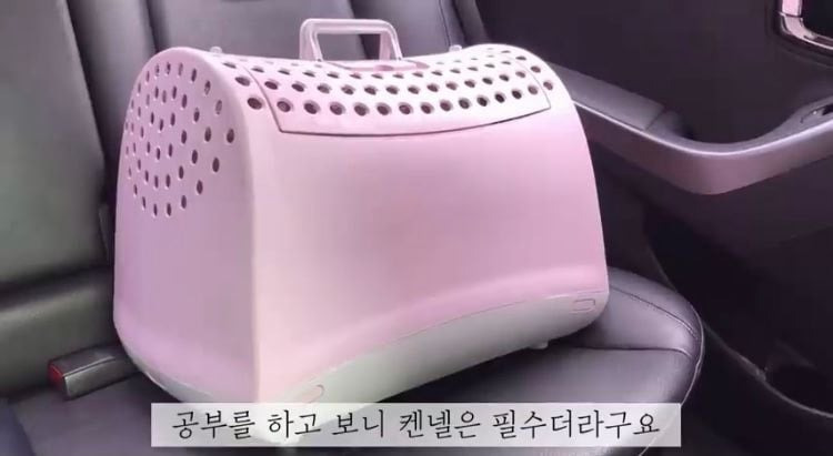 포인핸드 유기견 입양❤ 입양 전후 변화 좀 보세요.jpg | 인스티즈