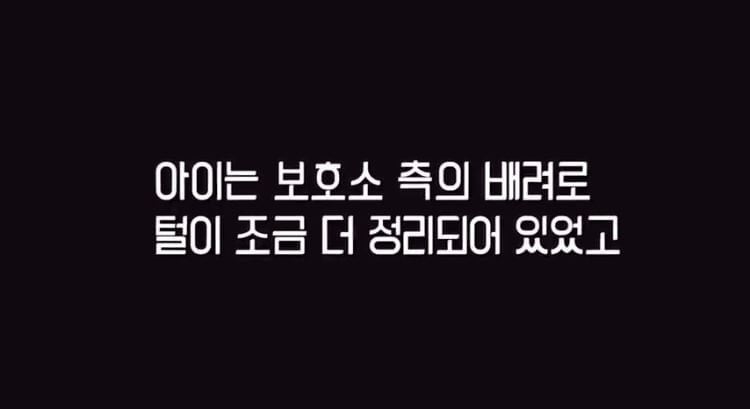 포인핸드 유기견 입양❤ 입양 전후 변화 좀 보세요.jpg | 인스티즈