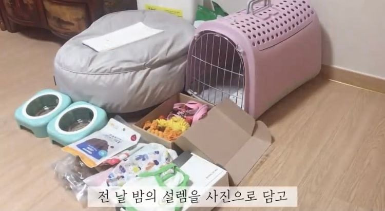포인핸드 유기견 입양❤ 입양 전후 변화 좀 보세요.jpg | 인스티즈