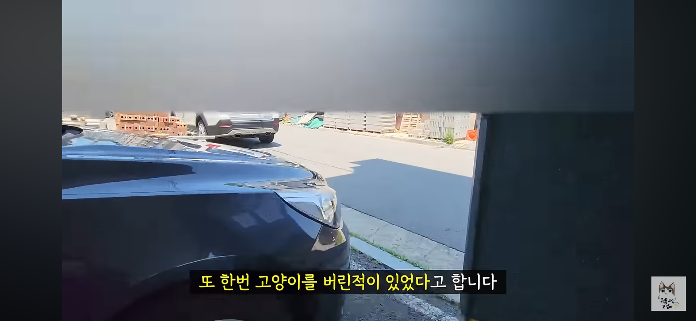 가족들 몰래 고양이를 버리고 온 아빠 (고양이 유기 장면 주의) | 인스티즈