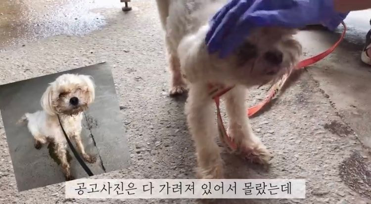 포인핸드 유기견 입양❤ 입양 전후 변화 좀 보세요.jpg | 인스티즈