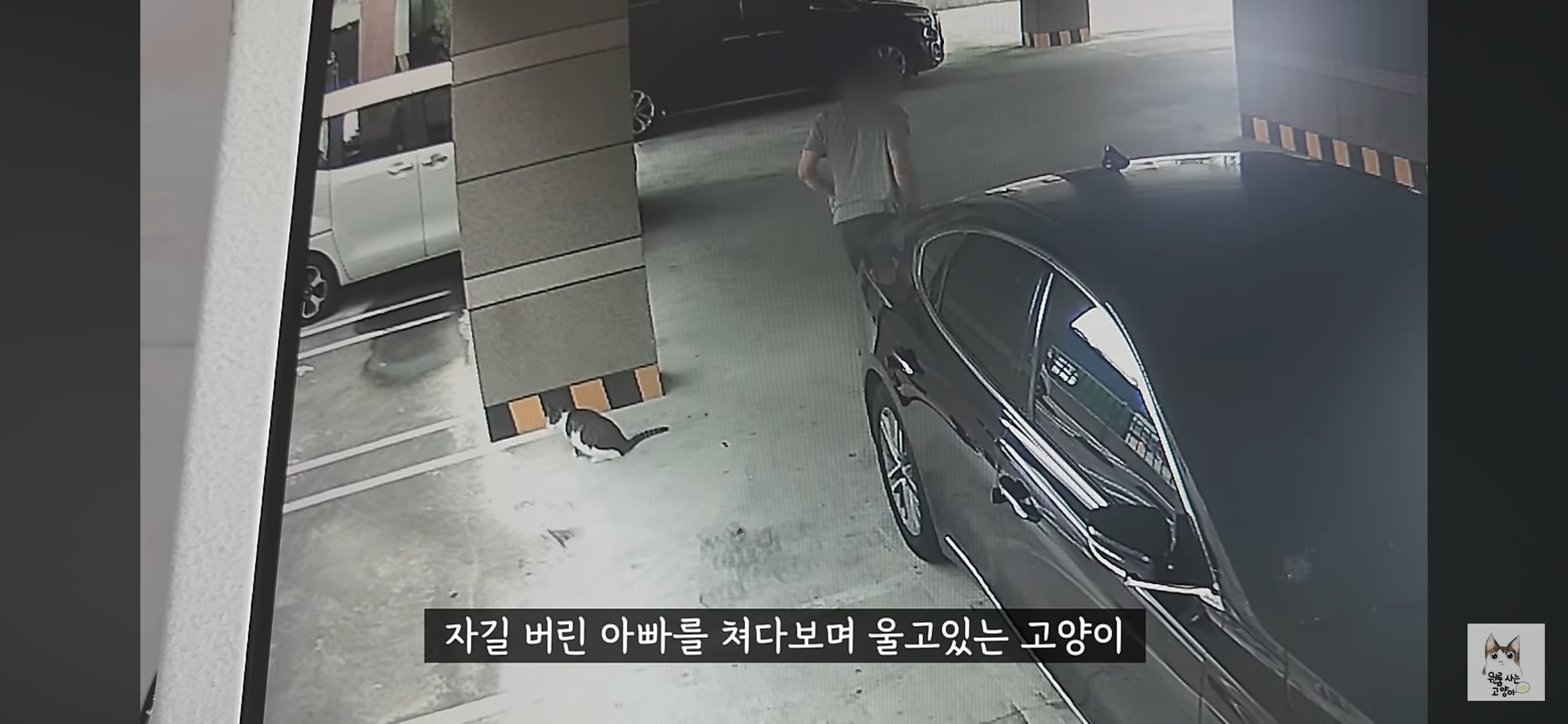 가족들 몰래 고양이를 버리고 온 아빠 (고양이 유기 장면 주의) | 인스티즈
