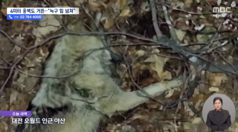 [영상] 풀숲에 파묻혀 곤히 자던 '늑구', 드론 소리에 '화들짝' | 인스티즈