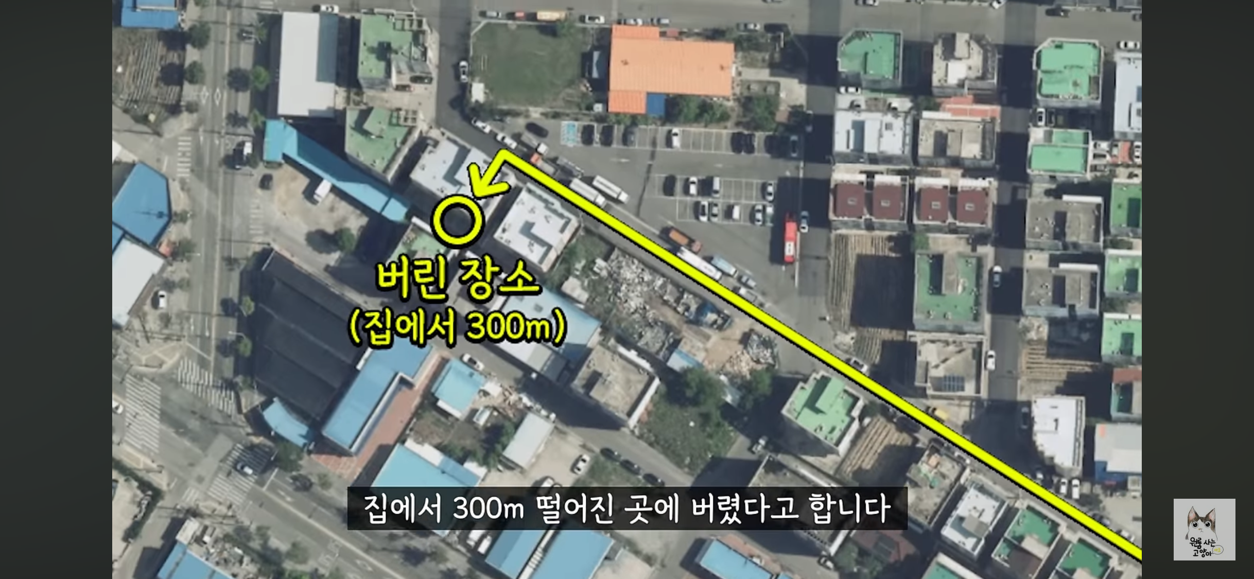 가족들 몰래 고양이를 버리고 온 아빠 (고양이 유기 장면 주의) | 인스티즈