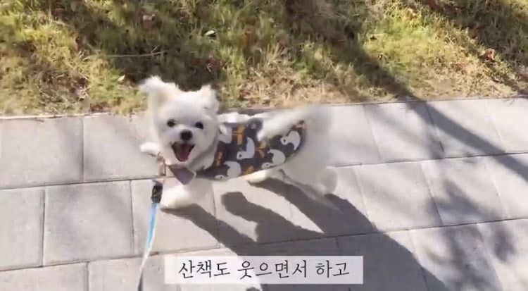 포인핸드 유기견 입양❤ 입양 전후 변화 좀 보세요.jpg | 인스티즈