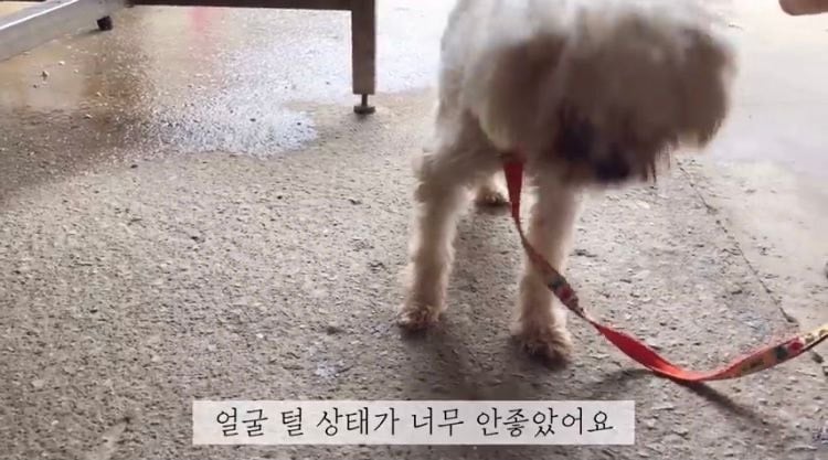 포인핸드 유기견 입양❤ 입양 전후 변화 좀 보세요.jpg | 인스티즈