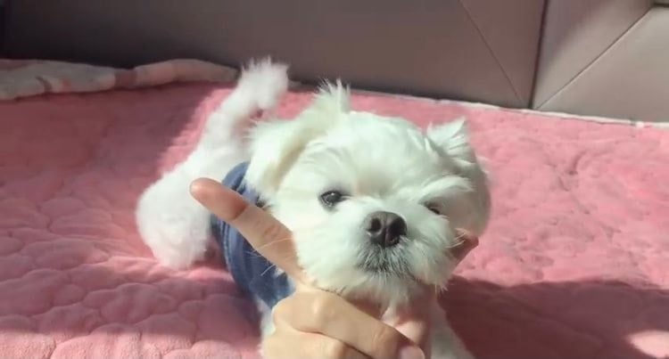 포인핸드 유기견 입양❤ 입양 전후 변화 좀 보세요.jpg | 인스티즈