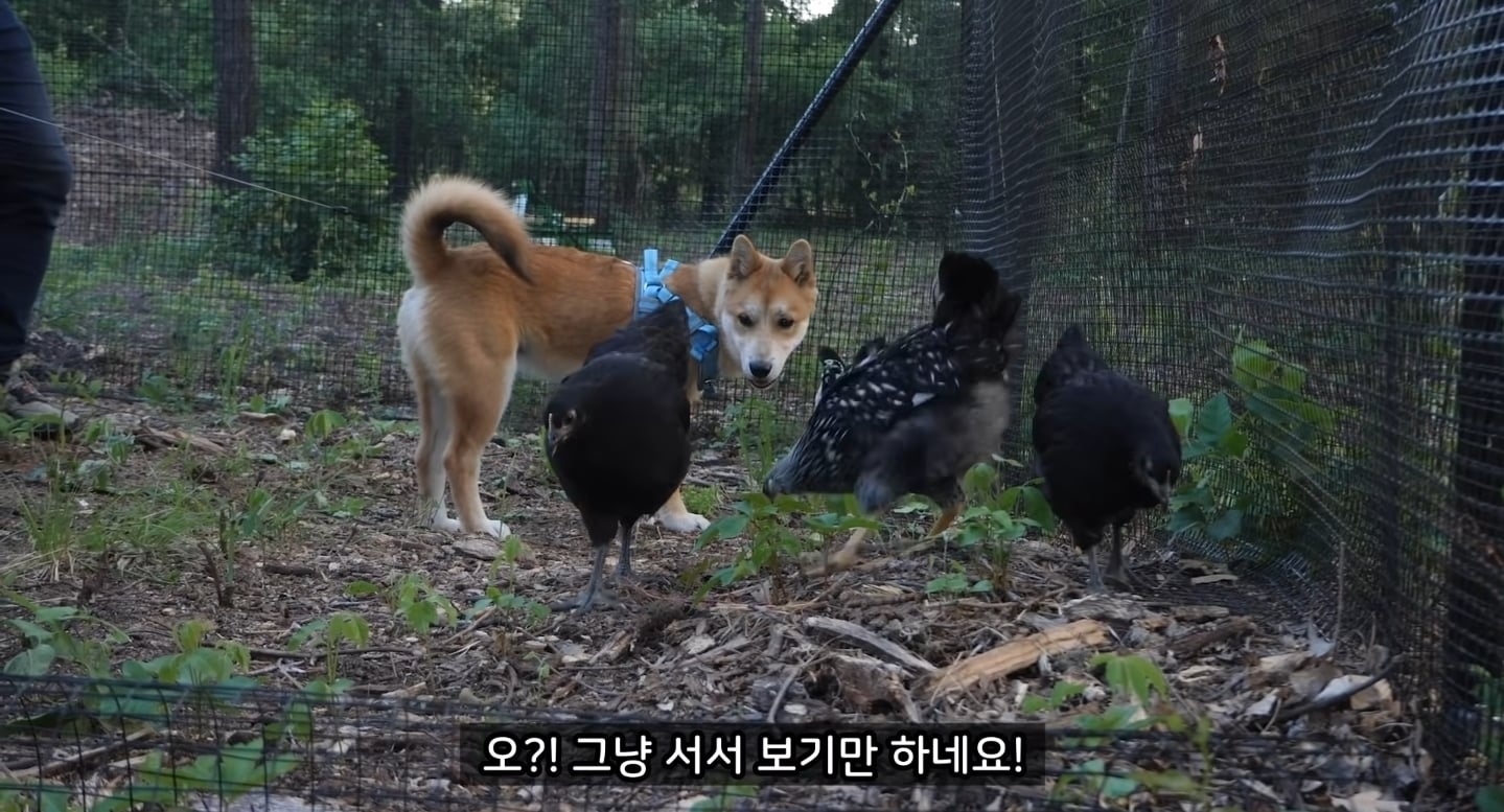같이 살아본 사람들은 실내견으로 완벽하다고 평가하는 견종 진돗개 | 인스티즈