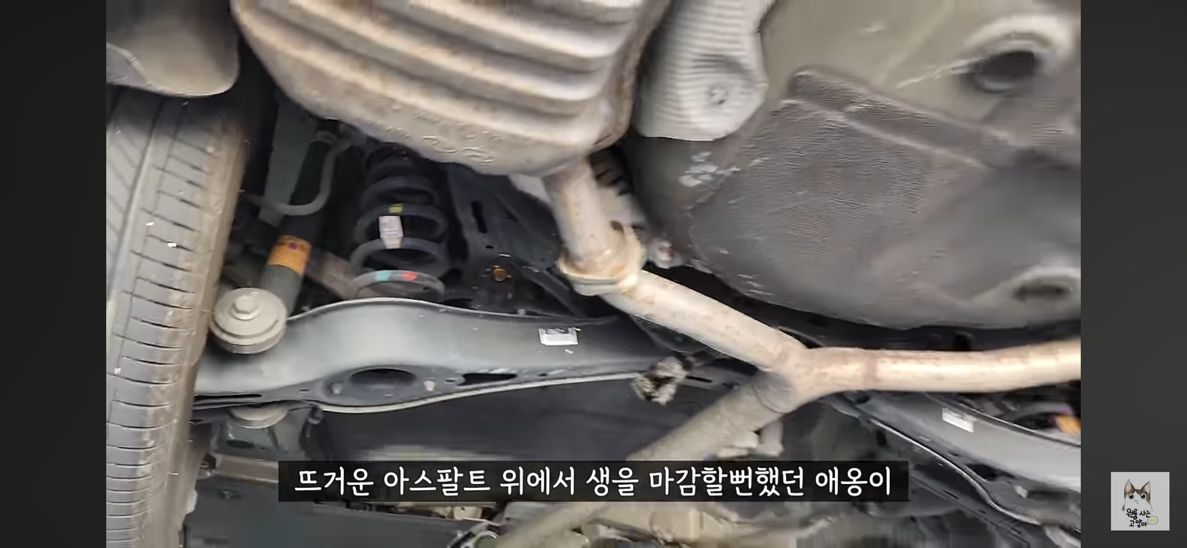 가족들 몰래 고양이를 버리고 온 아빠 (고양이 유기 장면 주의) | 인스티즈