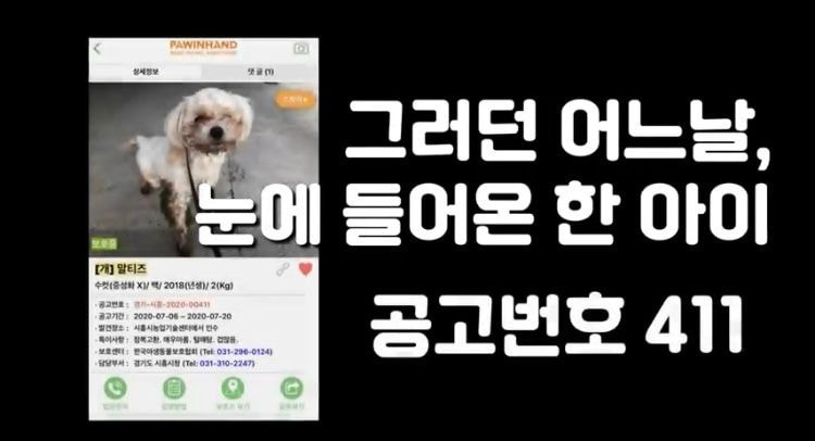 포인핸드 유기견 입양❤ 입양 전후 변화 좀 보세요.jpg | 인스티즈
